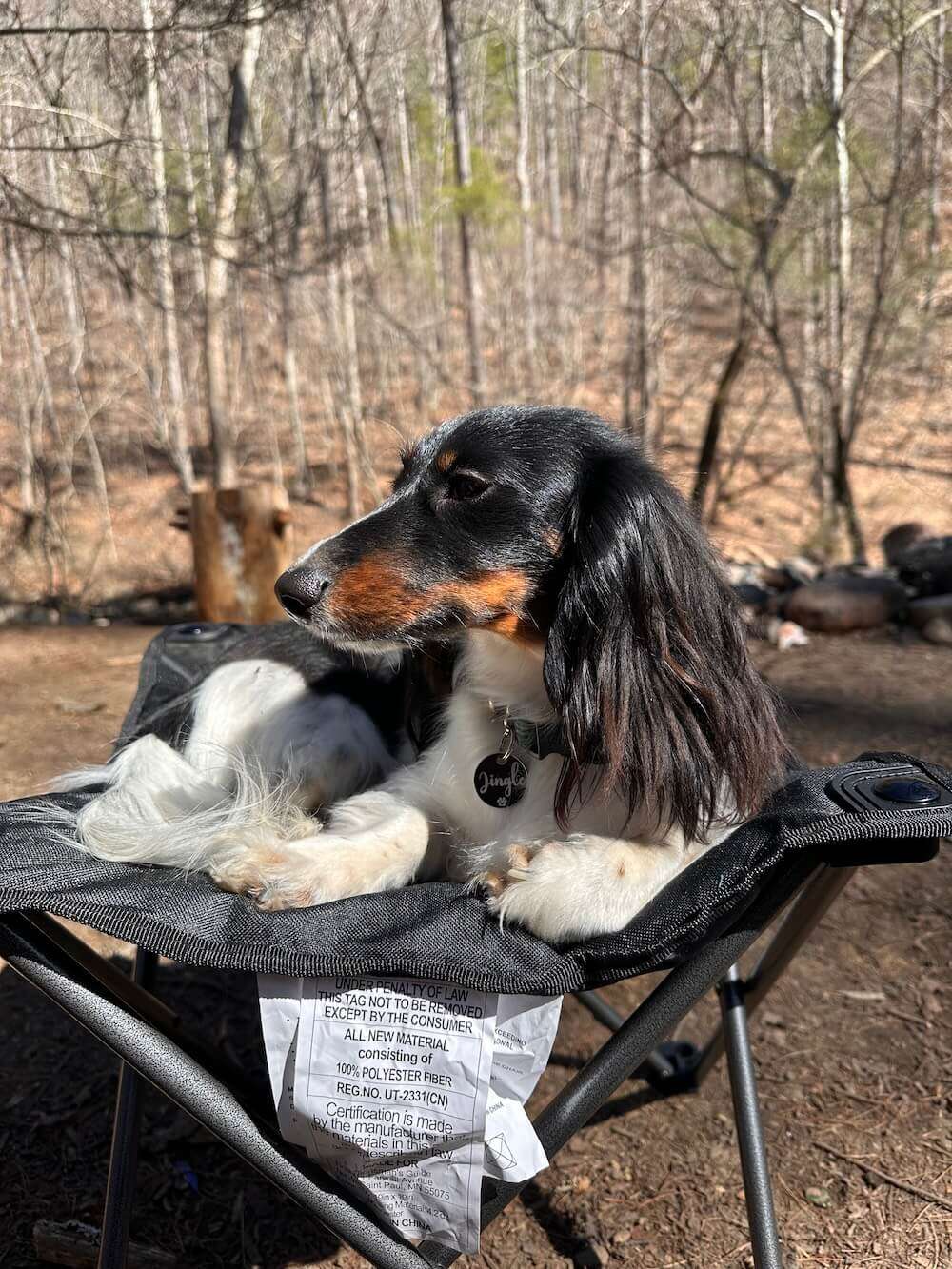 Camping With Dogs in a Truck Camper: What We Pack & What We Learned