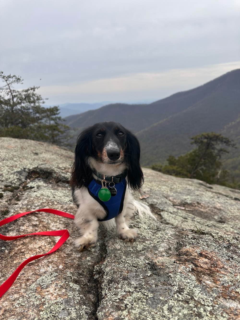 long haired dachshund sitting on mountain overlook during hike