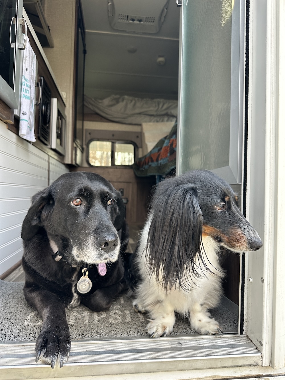 dogs sitting in the doorway of a truck camper while camping